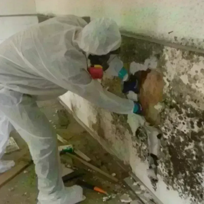 Mold Remediation and Removal in Wyoming County, NY